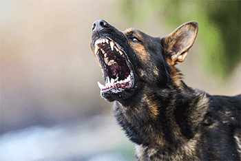 Dog Bites And Attacks